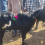 malegaon yatra nanded goat 1.25 crore