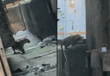 मीरा-भाईंदरमध्ये बिबट्याची दहशत; थेट इमारतीत शिरला, हल्ल्यात तीन जण जखमी