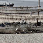 हा सागरी किनारा… सुक्या म्हावऱ्याचा नजारा; मुंबई, ठाणे, पुणेकरांच्या आवडत्या बोंबील, सोड्याची फुल्ल टू तयारी