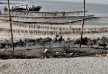 हा सागरी किनारा… सुक्या म्हावऱ्याचा नजारा; मुंबई, ठाणे, पुणेकरांच्या आवडत्या बोंबील, सोड्याची फुल्ल टू तयारी