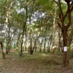 तपोवनात जर्मन शेड उभारण्यासाठी वृक्षतोडीशिवाय पर्याय नाही! महापालिका आयुक्तांची हटवादी भूमिका