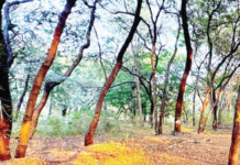 तपोवनातील झाडांना तूर्तास हात लावू नका! उच्च न्यायालयाची राज्य सरकार आणि नाशिक पालिकेला नोटीस