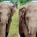 ‘ओंकार’ माघारी फिरला, दोडामार्गमध्ये घबराट