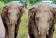 ‘ओंकार’ माघारी फिरला, दोडामार्गमध्ये घबराट