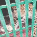 पारनेरमधील नरभक्षक बिबट्या अखेर जेरबंद; आणखी बिबटे असण्याची भीती कायम