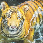 जिजाबाई भोसले उद्यानातील आणखी एक वाघ दगावला! शक्तीआधीच रुद्रचा मृत्यू झाला होता…एक महिन्यापासून बातमी लपवून ठेवली