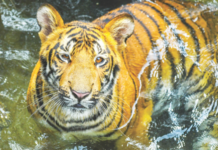 जिजाबाई भोसले उद्यानातील आणखी एक वाघ दगावला! शक्तीआधीच रुद्रचा मृत्यू झाला होता…एक महिन्यापासून बातमी लपवून ठेवली