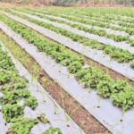 ढगाळ वातावरणाचा स्ट्रॉबेरीला बसतोय फटका, उत्पादनात लक्षणीय घट होण्याची शक्यता