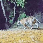 ताडोबातील दुसरी वाघीण ‘चांदोली’त दाखल
