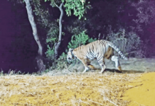 ताडोबातील दुसरी वाघीण ‘चांदोली’त दाखल