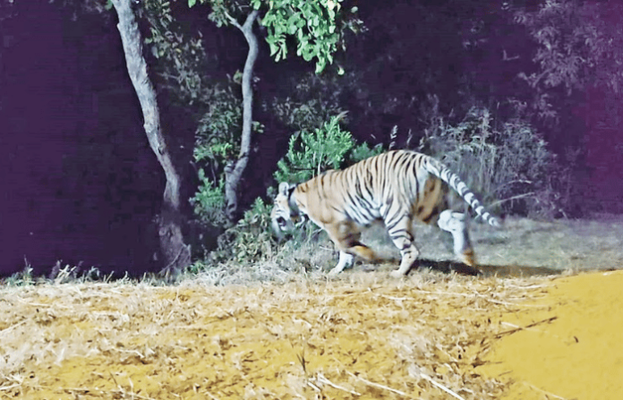 tadoba