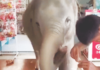 Adorable Baby Elephant Enters Cafe as a Guest, Wins Hearts Online