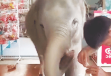 Adorable Baby Elephant Enters Cafe as a Guest, Wins Hearts Online