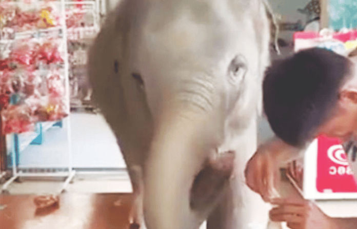 Adorable Baby Elephant Enters Cafe as a Guest, Wins Hearts Online