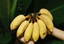 दररोज केळी खाण्याचे आरोग्यवर्धक फायदे, जाणून घ्या