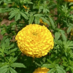 Ratnagiri News – लोवले येथील कृषी पदवीधर तरुण शुभम दोरकडेने एक एकरवर फुलवली झेंडूची शेती