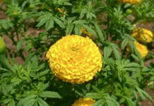 Ratnagiri News – लोवले येथील कृषी पदवीधर तरुण शुभम दोरकडेने एक एकरवर फुलवली झेंडूची शेती