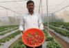 Nanded News – मराठवाड्यात स्ट्रॉबेरीचा विस्तार, तरुणाचा यशस्वी प्रयोग; अवघ्या दहा गुंठ्यात लाखोंचे उत्पन्न