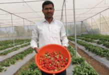 Nanded News – मराठवाड्यात स्ट्रॉबेरीचा विस्तार, तरुणाचा यशस्वी प्रयोग; अवघ्या दहा गुंठ्यात लाखोंचे उत्पन्न