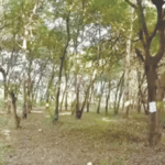 Nashik Tree Cutting Ban