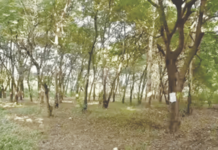 Nashik Tree Cutting Ban