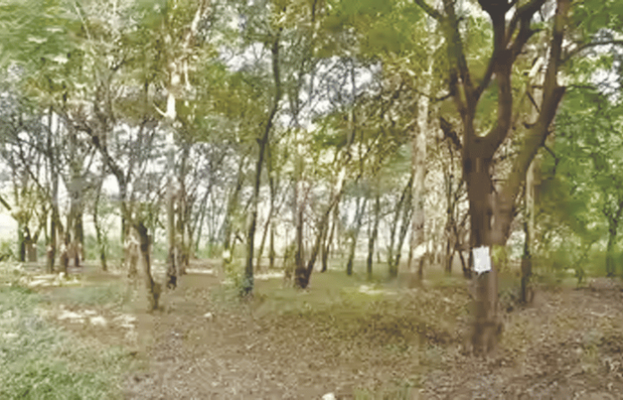 Nashik Tree Cutting Ban