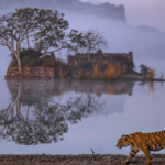 रणथंबोरला जाण्याआधी काय लक्षात ठेवायला हवं? जाणून घ्या