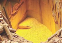 वेब न्यूज – सोनेरी ग्रासबर्ग