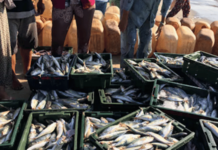 प्रजासत्ताक दिनी मांसविक्री बंदीचा निर्णय अखेर मागे; आदिवासी संघटनांच्या रोषानंतर प्रशासनाची माघार Why Koraput's Republic Day Non-Veg Ban Was Revoked, Tribal Backlash