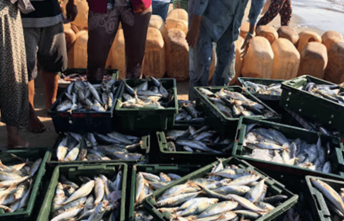 Why Koraput's Republic Day Non-Veg Ban Was Revoked, Tribal Backlash