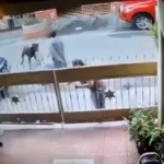 बंगळूरुत पाळीव कुत्र्याचा महिलेवर जीवघेणा हल्ला, धक्कादायक VIDEO आला समोर