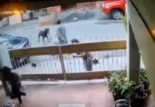 बंगळूरुत पाळीव कुत्र्याचा महिलेवर जीवघेणा हल्ला, धक्कादायक VIDEO आला समोर