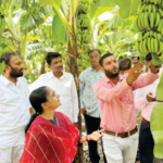 अवतीभवती – अहमदपूरची केळी इटलीच्या बाजारात