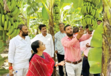 अवतीभवती – अहमदपूरची केळी इटलीच्या बाजारात