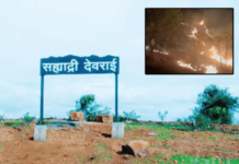 बीडमधील सह्याद्री देवराईला पुन्हा आग; सयाजी शिंदे संतापले, अजित पवारांची भेट घेणार