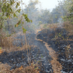 Ratnagiri News – शिरसोलीमध्ये वणवा भडकला; आंबा काजूंच्या झाडांसह वनसंपदा जळून खाक