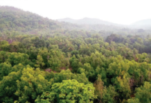 महाराष्ट्रातील वनसंवर्धन संकटात; गेल्या सहा वर्षांत 54 टक्के क्षेत्रालाच आरक्षित वनाचा दर्जा