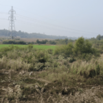 पर्यावरणाची ‘किडनी’ वाचणार, डहाणू-तलासरीतील 494 हेक्टर कांदळवन संरक्षित