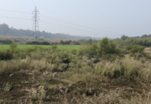 पर्यावरणाची ‘किडनी’ वाचणार, डहाणू-तलासरीतील 494 हेक्टर कांदळवन संरक्षित