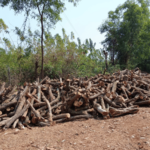 Ratnagiri News – खेड तालुक्यात मोठ्या प्रमाणात वृक्षतोड; वन विभागाचे दुर्लक्ष