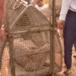 माळवाशी गावातील धुमाकूळ घालणारा बिबट्या जेरबंद, उपचारादरम्यान मृत्यू