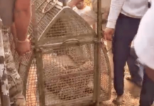 माळवाशी गावातील धुमाकूळ घालणारा बिबट्या जेरबंद, उपचारादरम्यान मृत्यू