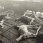 नेरळच्या गोट फार्मला आग; 350 बकऱ्यांचा होरपळून मृत्यू