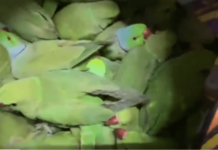 रेल्वे पोलिसांचे 400 पोपटांना जीवदान; पंजाब मेलमधून तस्कराच्या मुसक्या आवळल्या