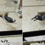 ठाण्यात बिबट्याची दहशत; वागळेत कुत्र्यावर झडप, घटनेचा व्हिडीओ व्हायरल