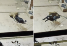 ठाण्यात बिबट्याची दहशत; वागळेत कुत्र्यावर झडप, घटनेचा व्हिडीओ व्हायरल