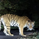 बळीराजा तारा वाघिणीच्या दहशतीखाली