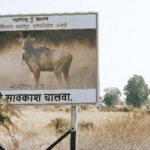 सावधान… इथे नीलगाईंचा संचार आहे, शहापूरच्या धसईत वनविभागाने लावले फलक