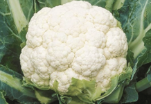 फ्लाॅवरमधील किड काढण्यासाठी कोणत्या टिप्स वापरायला हव्यात