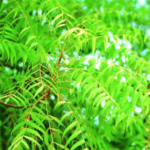 कडुलिंबाचा सौंदर्यासाठी कसा उपयोग करता येईल